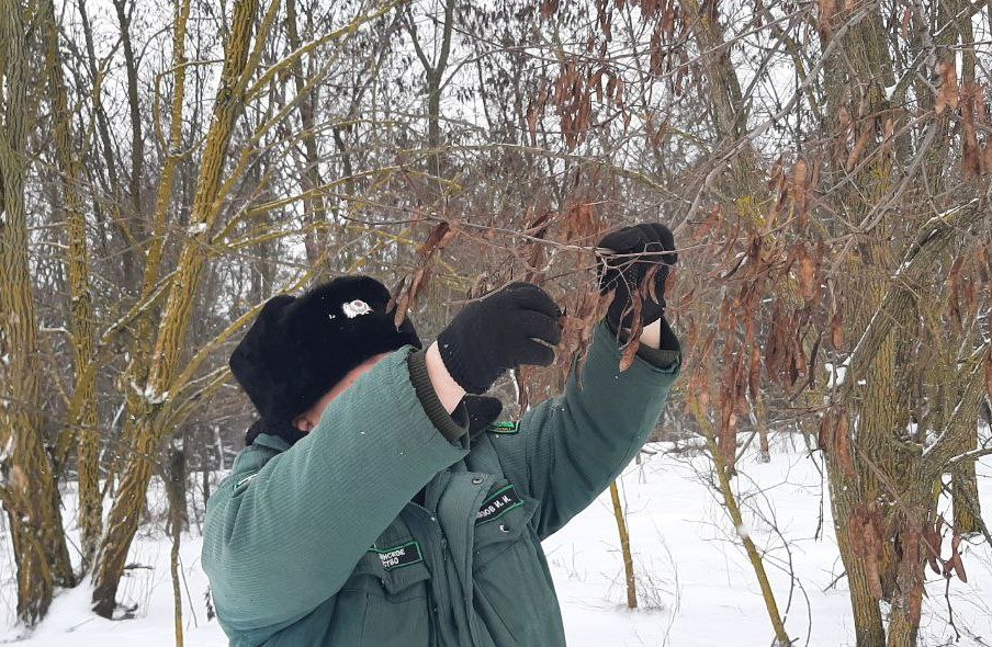 В Шебекинском округе приступили к сбору семян акации