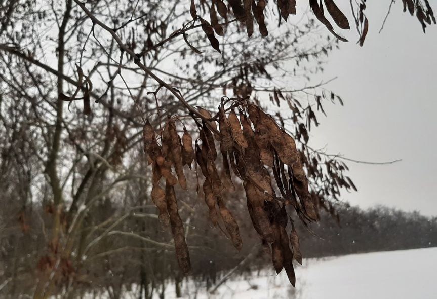 В Шебекинском округе приступили к сбору семян акации В Шебекинском округе приступили к сбору семян акации