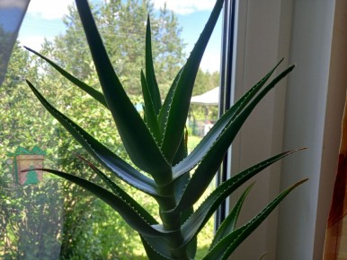 ������ ������ �� �������� �� ��� �� ������ ��������