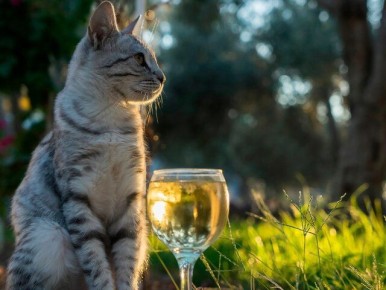 � ����� �������� ����������� ���������� ���� ��� ��������