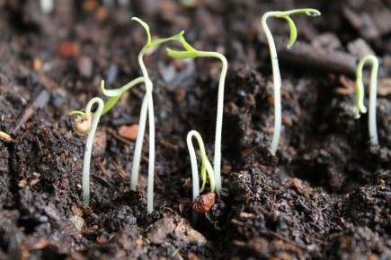 ��� ��������� ������ ������: ��������� ���������� ������ � ������� �������