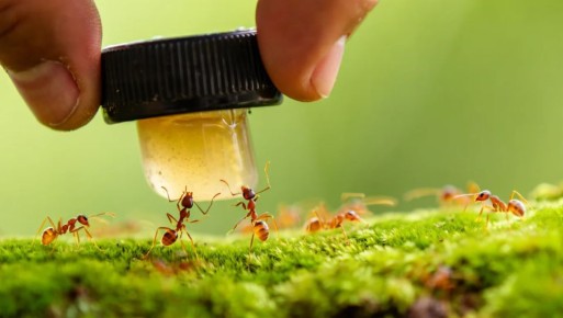 �������� ����� �������� ��� �����: ��� ������� � ����������� �������