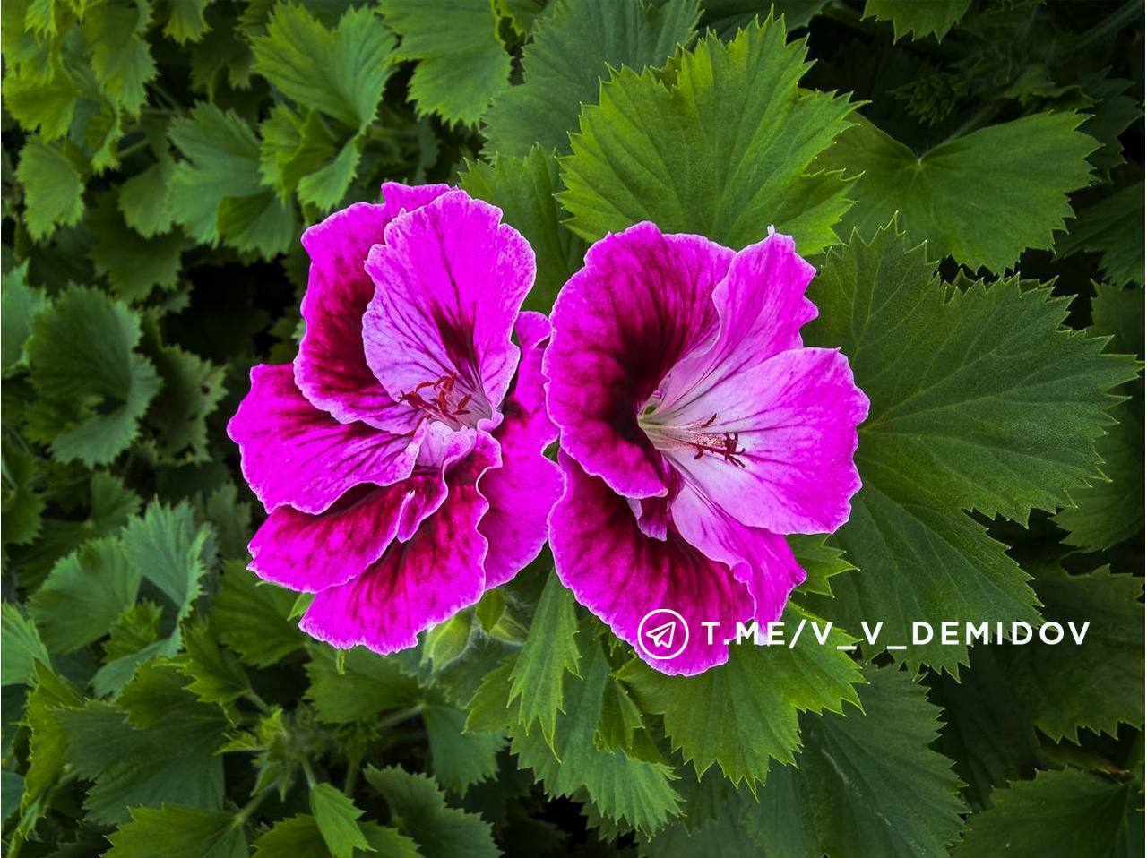 Белгород расцветет: городские теплицы готовят более 700 тысяч цветов к весне! Белгород расцветет: городские теплицы готовят более 700 тысяч цветов к весне!