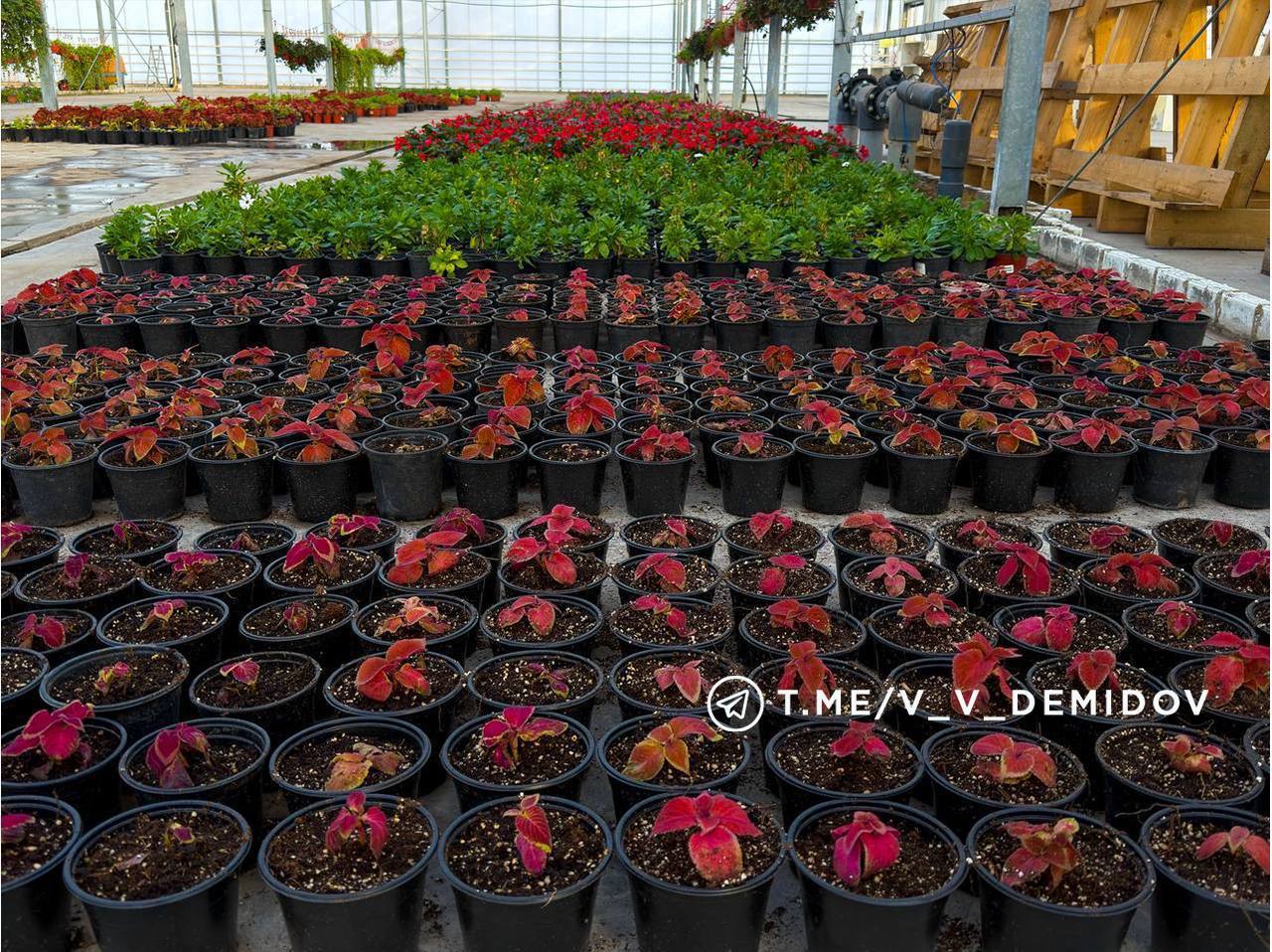 Белгород расцветет: городские теплицы готовят более 700 тысяч цветов к весне! Белгород расцветет: городские теплицы готовят более 700 тысяч цветов к весне!