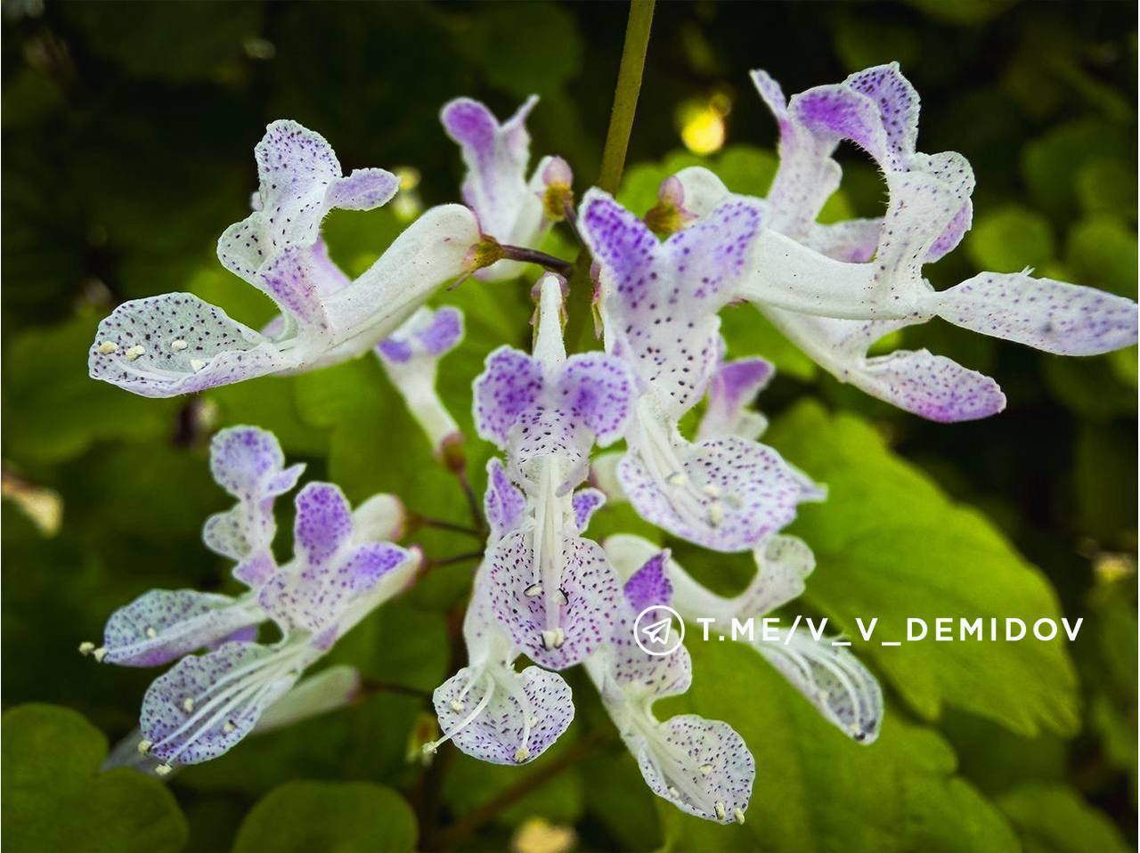 Белгород расцветет: городские теплицы готовят более 700 тысяч цветов к весне! Белгород расцветет: городские теплицы готовят более 700 тысяч цветов к весне!