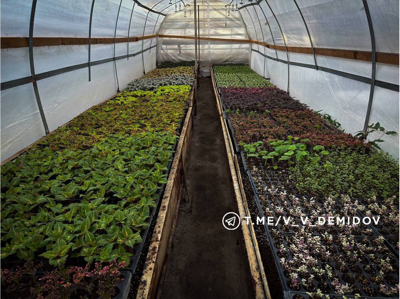 Белгород расцветет: городские теплицы готовят более 700 тысяч цветов к весне! Белгород расцветет: городские теплицы готовят более 700 тысяч цветов к весне!