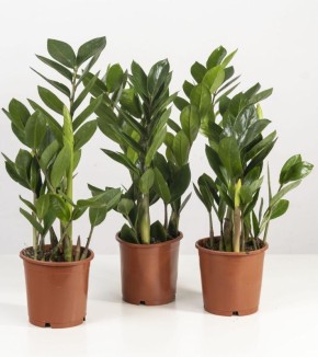 ������������: ��������� ���������� ������ ���������� ������� � ������� �������