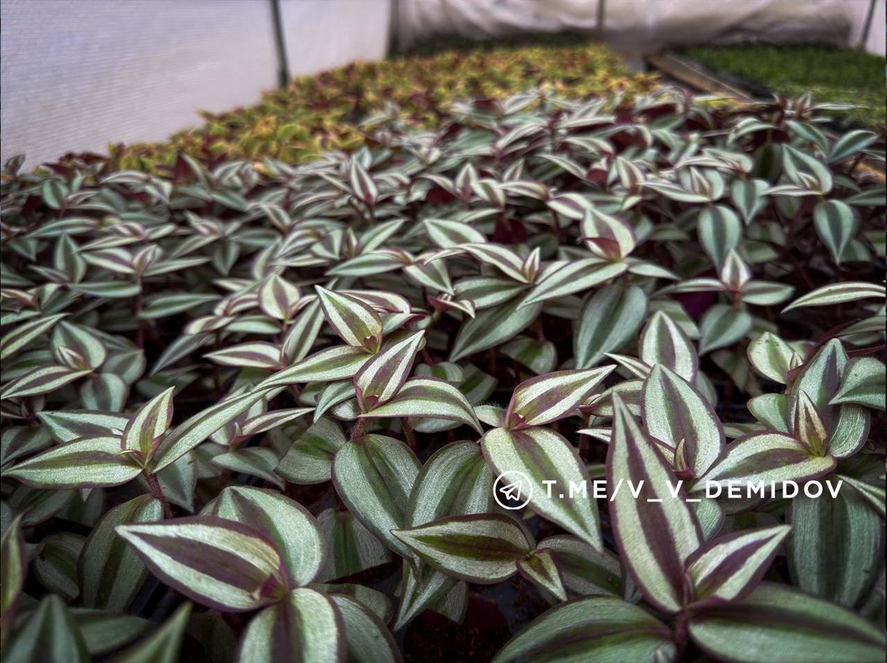 Белгород расцветет: городские теплицы готовят более 700 тысяч цветов к весне! Белгород расцветет: городские теплицы готовят более 700 тысяч цветов к весне!