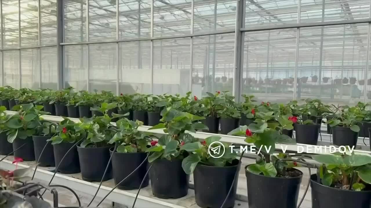 Белгород расцветет: городские теплицы готовят более 700 тысяч цветов к весне!