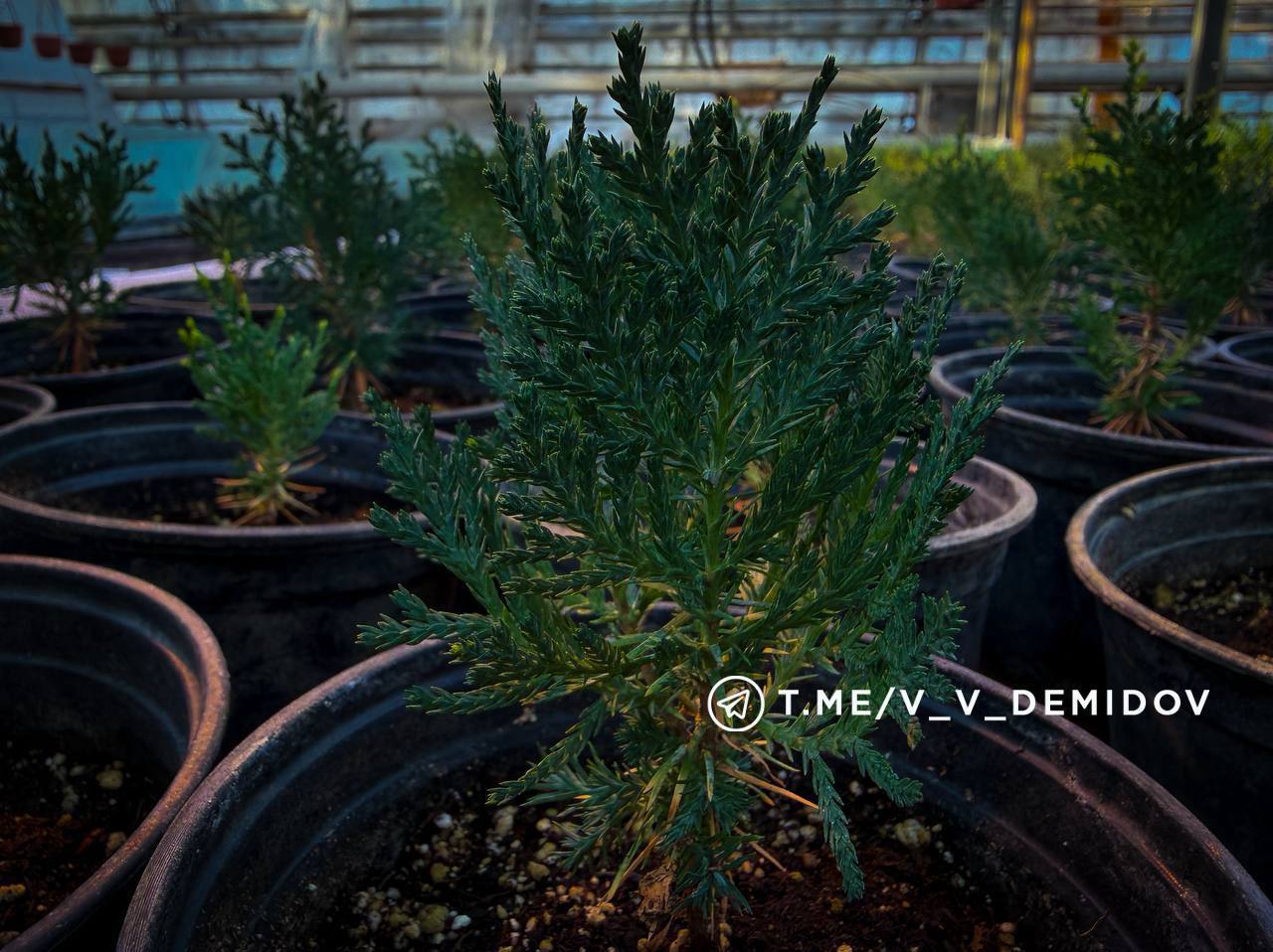 Белгород расцветет: городские теплицы готовят более 700 тысяч цветов к весне! Белгород расцветет: городские теплицы готовят более 700 тысяч цветов к весне!