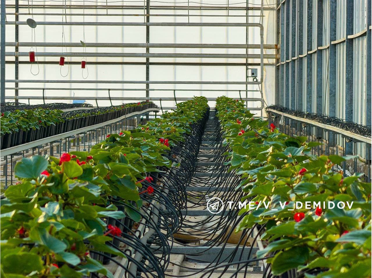 Белгород расцветет: городские теплицы готовят более 700 тысяч цветов к весне! Белгород расцветет: городские теплицы готовят более 700 тысяч цветов к весне!