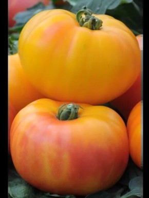 ����� ���-���: ����� �� ������ � ������ ������� � ������ �� ���������������� ������