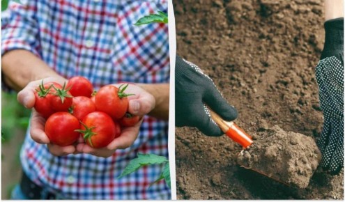 До заморозков нужно успеть закопать помидоры: зачем это делать на огороде