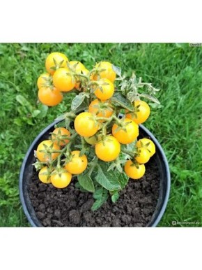 ����� ��������� �������: ���������� �������� ������� � �����������