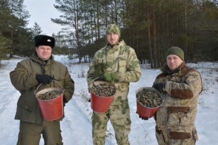 В Красненском округе ведут заготовку сосновых шишек