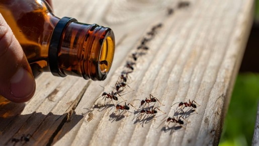 ��� ���������� ���������� �� �������� �� ����: ����������� � 5 ����������� ����������