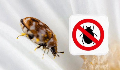 ��� ���������� �� ��������� ������ � ��������: ������� ��������� � ����������� ������