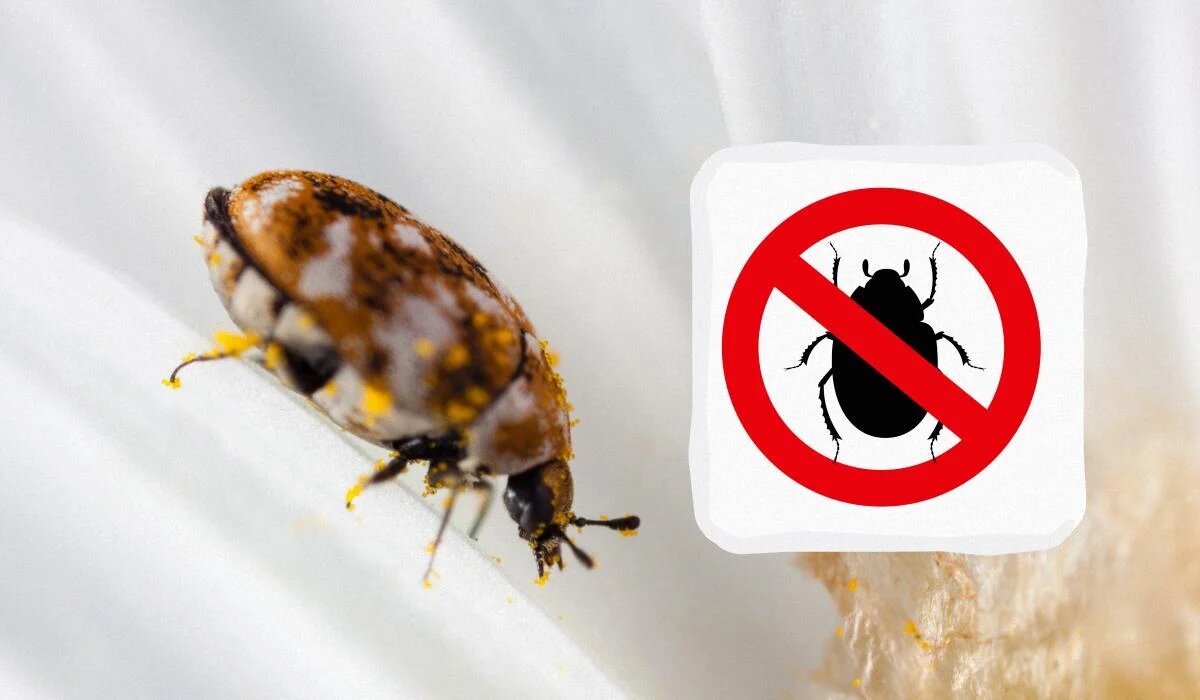 Как избавиться от маленьких жучков в квартире: скрытые опасности и эффективные методы