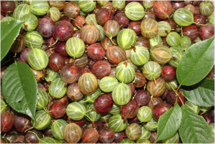 ������ ������ �� ���������� �� ����: ������� ������