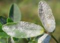Эффективные методы борьбы с мучнистой росой на растениях