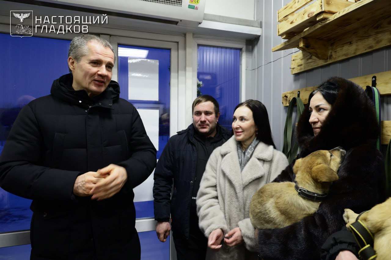 В Белгородской области пересмотрят систему работы с бездомными собаками