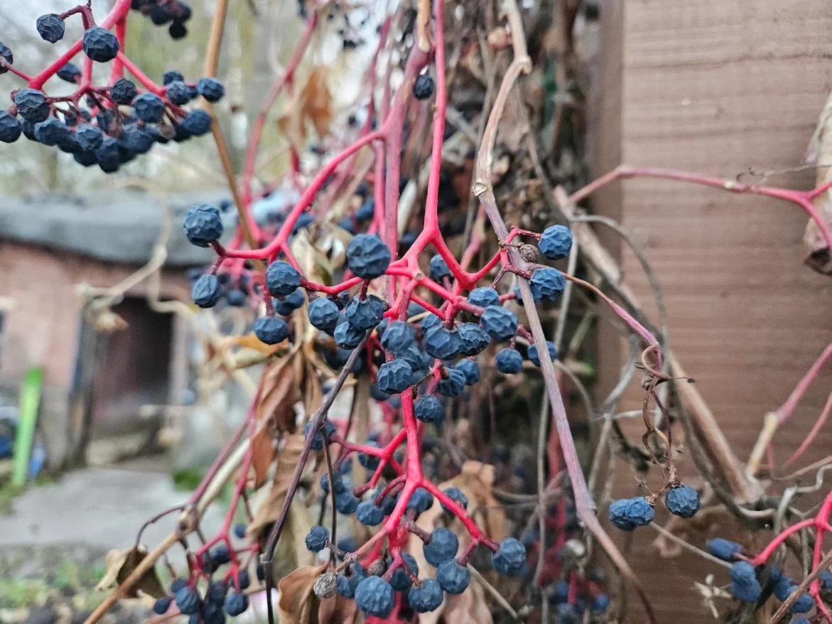 Тюльпаны в горшках: как избежать ошибок при посадке