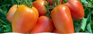 Пинк Хорн F1: как вырастить помидоры вашей мечты