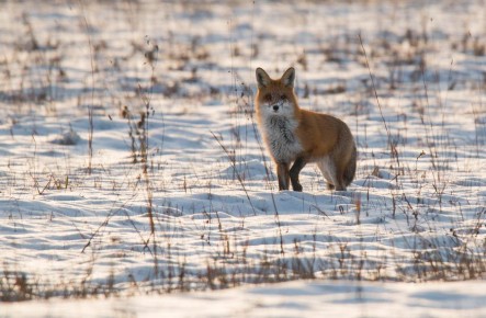 � ������������ ������ ������� ������ ��������� �������� ����������� �����