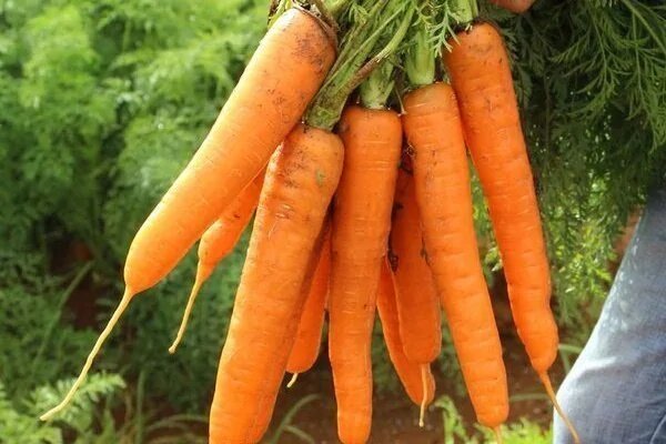 Морковь Лагуна: секреты успешного выращивания раннеспелого сорта