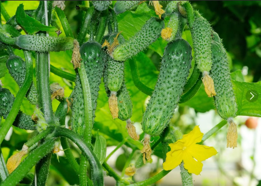 Подготовка грядок для огурцов: осенние секреты урожая