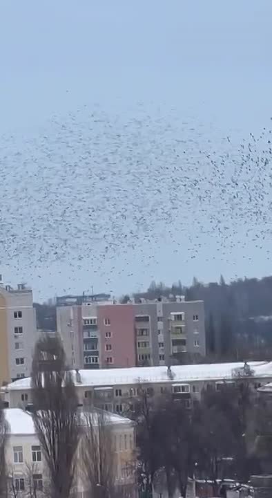 Гладков удивился поведению птиц по время ракетной опасности в Белгороде