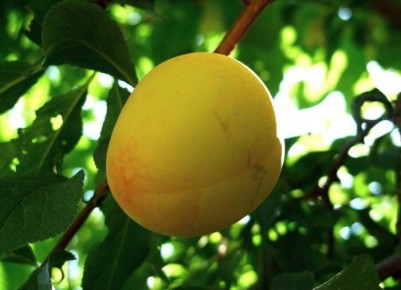 Как вырастить абрикос из косточки: советы для начинающих садоводов