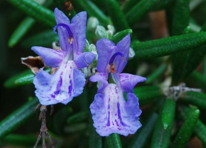 ������ ����� ��������� �������� � ��� ���?