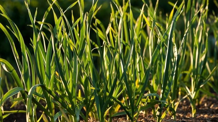 ��� ��������� ������ ������ ��� ����������: ��� ����������� ������