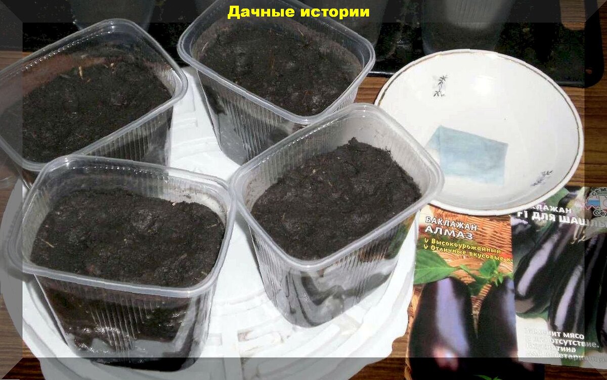 Как выбрать лучшие сорта баклажанов для открытого грунта и вырастить крепкую рассаду