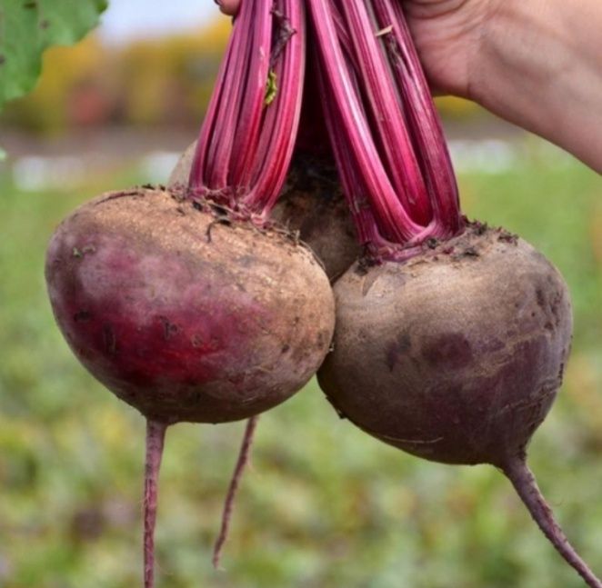 Как сохранить свеклу: три совета агрономов для предотвращения гниения
