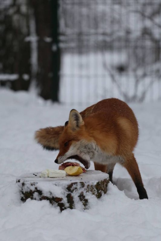 ��������� ������������� �������� ��������� �������