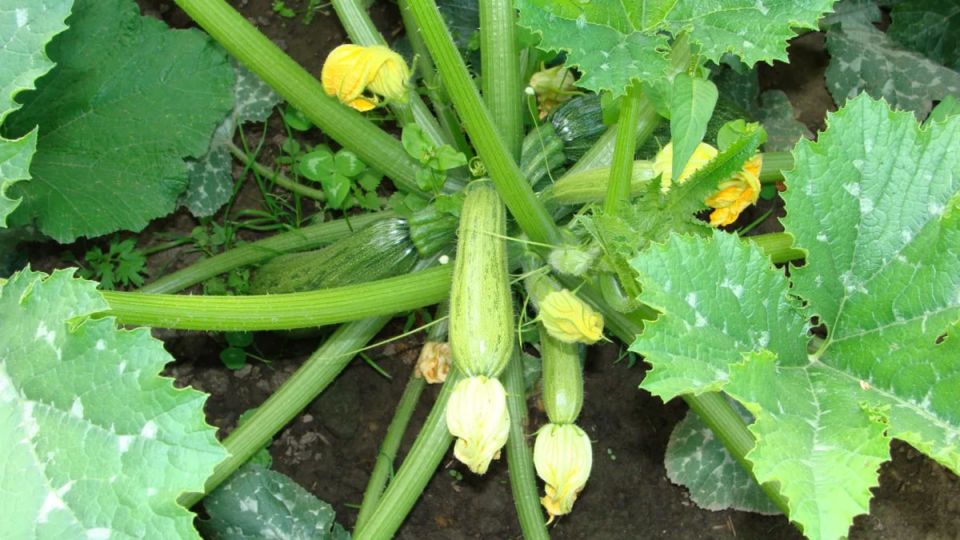 ��� ������ ���������� ������� � �����-�������