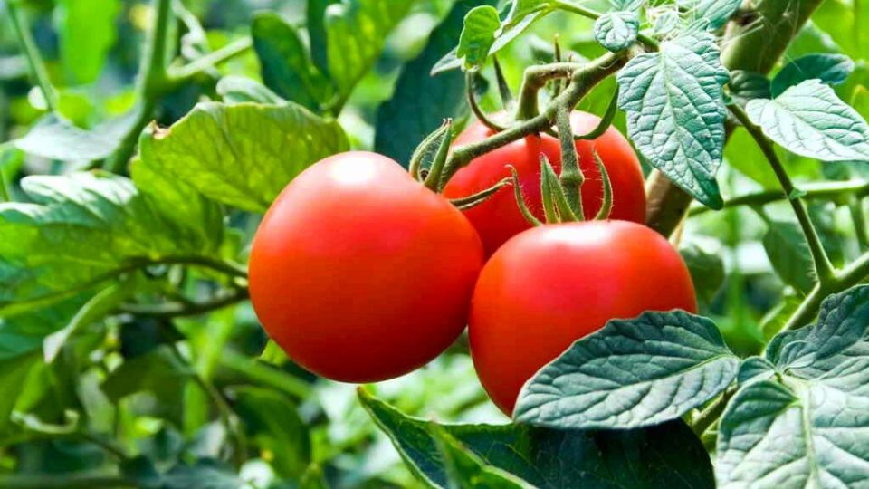 Семь сортов крупных томатов, которые изменят ваш урожай