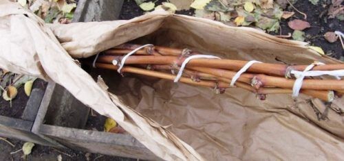 Как заботиться о винограде весной: советы для новичков