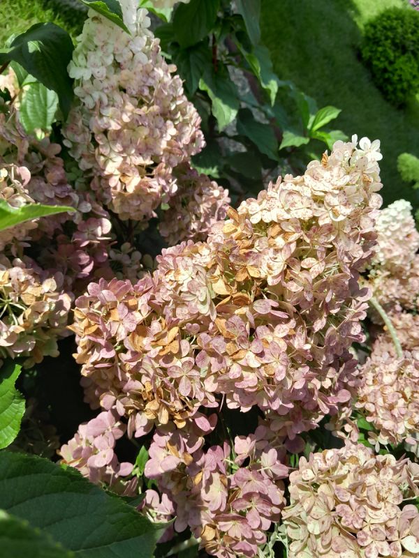 Почему ваши цветы покрываются ржавчиной и что с этим делать?