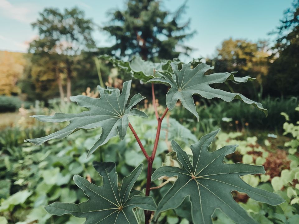 Почему смородина теряет силу: секреты успешной обрезки и подкормки