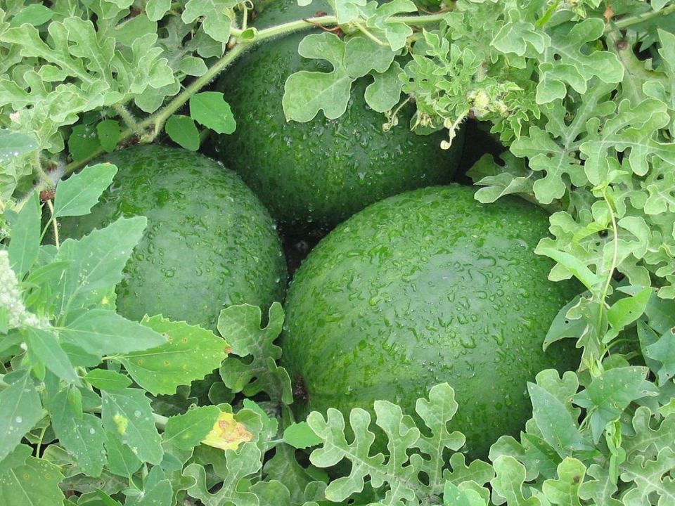 Как вырастить арбузы, способные удивить: секреты большого урожая