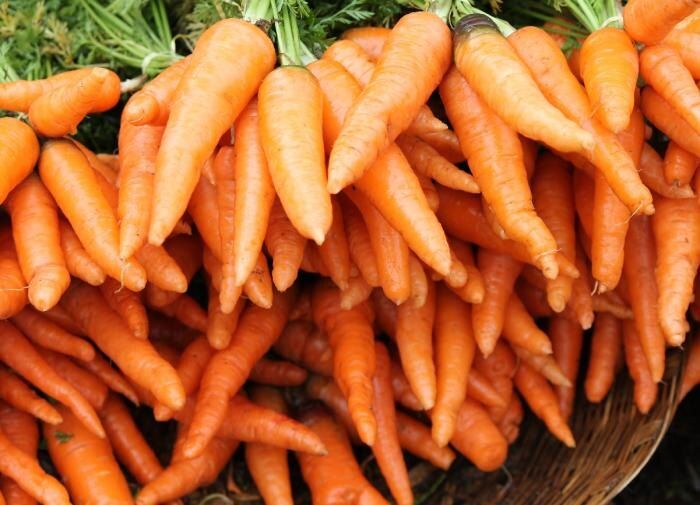 Эффективные методы для простого прореживания моркови на грядке