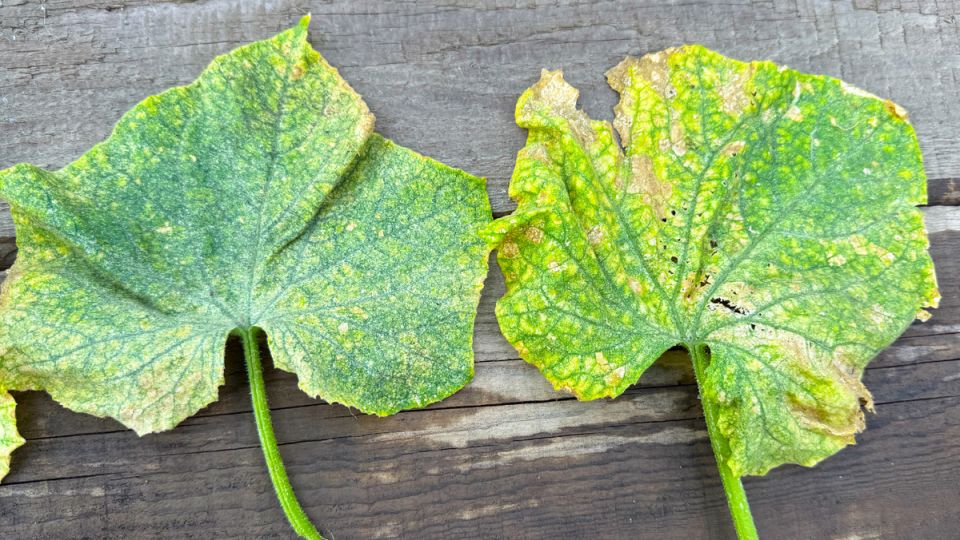 Как спасти огурцы от желтения и обеспечить богатый урожай до заморозков