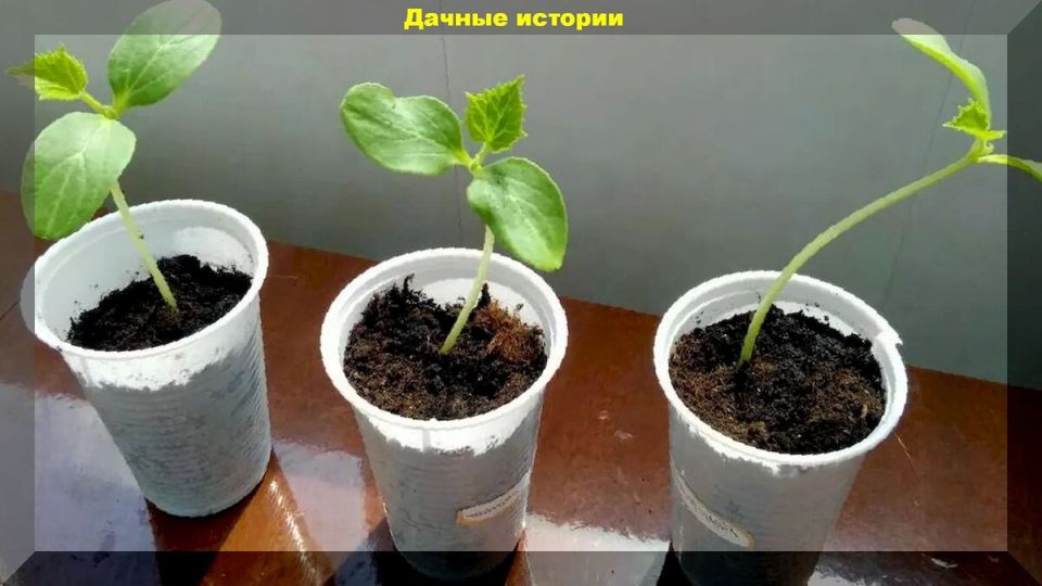 ������� ��������� �������� ��������� �������: ��� ������ ������������ ��������