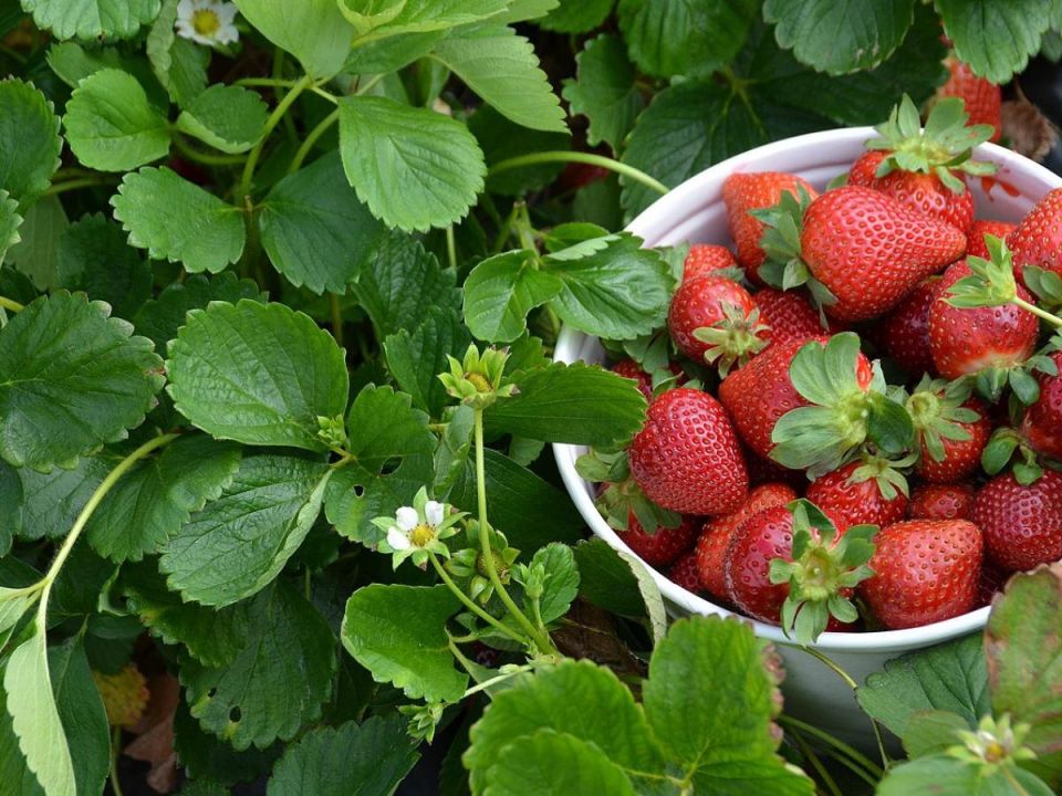 Клубничный бум: как весной подзарядить ваши кусты