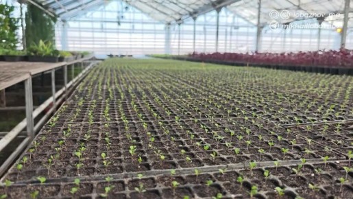 ������ ��������: ��������� � �������� �����: � �������� ������������ ����� ������