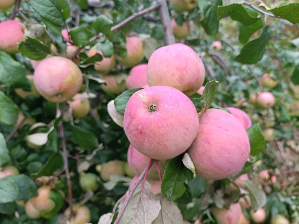 Обработка сада мочевиной осенью: секреты успеха и основные правила