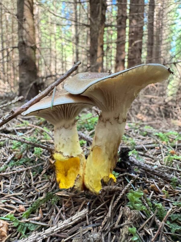 Маринованные мокрухи: новое направление в гастрономии